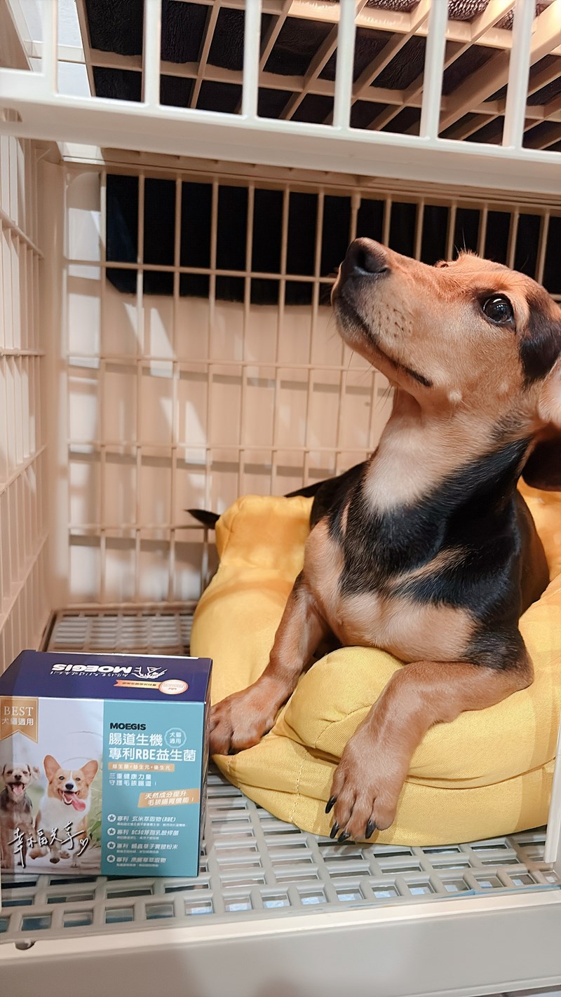 女人知己試用大隊,口碑行銷,部落客行銷,Moegis萌吉 腸道生機專利RBE益生菌,寵物益生菌,專利RBE益生元,專利蔬果酵素,小分子胜肽,藍藻粉,維持免疫力,幫助維持消化道機能,維持正常食慾,改變細菌叢生態,腸胃保健,犬貓適用